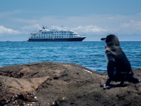 A Galapagos penguin watches as Lindblad Expeditions’ National Geographic Endeavour II sails by. The line offers weekly departures to the Galapagos Islands aboard two unique ships.