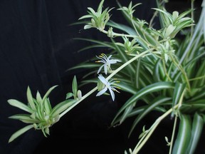 SASKATOON -- Spider plant. Dat Doris Photo. For Bridges. Nov. 4, 2016