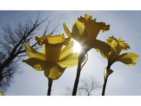 Protect daffodil bulbs by securing floating row fabric or insect netting over the plants after flowering.