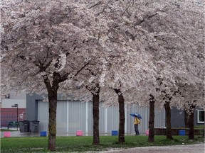 VANCOUVER, BC., March 20, 2016 -- Heavy rain has people under umbrellas at Oppenheimer Park in Vancouver, BC., (Nick Procaylo/PNG)