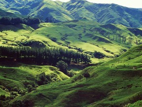Rural New Zealand has long springtime pastureland of velvety green.