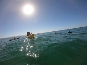 Dolphins in Byron Bay.