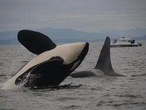 Just two males, L41, left, and J1, fathered 52 percent of all sampled offspring born to the southern resident killer whale population since 1990.