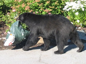 A black bear carries away garbage in Whistler. A pollinating company operating the Metro Vancouver has paid $40,000 after killing two bears drawn to its bee hives.