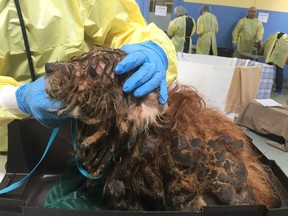 VICTORIA, B.C.: APRIL 12, 2018 – The B.C. SPCA says a breeder outside of Victoria has surrendered 45 Havanese and Havanese-cross dogs to the rescue organization. The dogs were all neglected, with coats that were extremely matted with feces and urine, as they were living in unacceptable conditions inside the home with high levels of ammonia. The dogs ranged from one-and-a-half-years of age up to 15 years.
