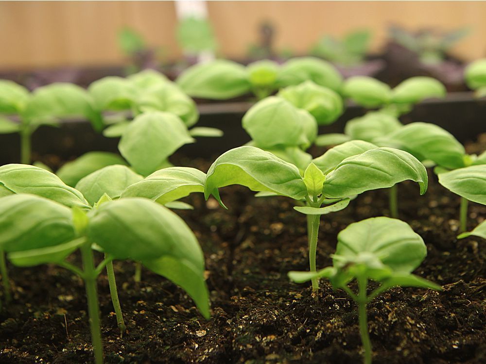 Small basil plants best variety for growing indoors The Province