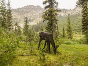 A female mountain caribou from the beleaguered southern Selkirk's herd feeds in a meadow in the Selkirk Mountains close to the U.S. border last summer.