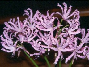 VICTORIA, B.C. - Nerine lilies, also known as Guernsey lilies, bloom mid to late autumn. For Times Colonist story by Helen Chesnut, Nov. 9, 2011. Handout photo by Helen Chesnut.