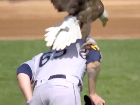 An eagle lands on Seattle Mariners pitcher James Paxton.