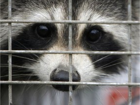 A captured raccoon peers through the bars of a trap in Grand Isle, Vt., Thursday, Sept. 27, 2007. Ontario scrambled to put up a vaccine net after rabies was detected in raccoons.