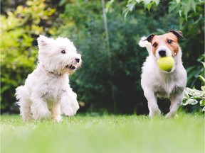 A recent study looks at how varied approaches to canine caretaking might echo how people parent their children. Dr. Rebecca Ledger wonders if these parallels are valid.