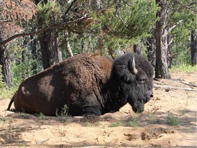 A bison is shown in Wood Buffalo National Park. Alberta is creating the world's largest boreal forest preserve with the announcement of a series of new wildland parks in the province's northeast.