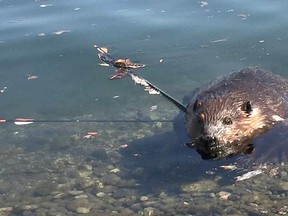 A reward of $2,500 is now on the table for information leading to the identification and conviction of the person(s) responsible for shooting a beaver with multiple arrows.