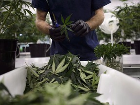 Workers produce medical marijuana at Canopy Growth Corporation's Tweed facility in Smiths Falls, Ont., on Monday, Feb. 12, 2018. Licensed marijuana producers in Canada are forced to throw out thousands of kilograms of plant waste each year in what is a missed opportunity to repurpose the byproduct, growers say.