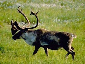 A woodland caribou bull is seen in this undated handout photo.