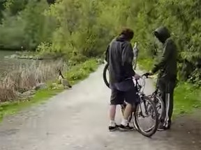 Two men allegedly conspire to steal a baby goose as its family on the left watches on.