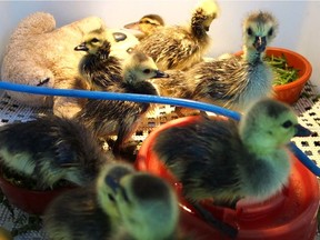 The Wildlife Rescue is seeking the public's help in locating a Canada Goose family that can take in orphaned goslings.