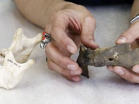 In this May 9, 2018 photo taken in Starkville, Miss., Mississippi State University anthropologist Molly Zuckerman holds a portion of a mandible extracted from one of the graves unearthed at what was the graveyard of the Mississippi State Asylum in Jackson, Miss. The jaw at left, is from another dig and is used for scale. Officials in Mississippi believe the remains of as many as 7,000 former patients at the asylum could be lying in an empty, grassy field on the university campus. In May 2016, university officials established a consortium to exhume the remains and study them.