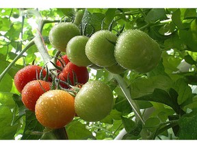 Delta, B.C., Sept. 9, 2004 - Tomatoes on the vine at Windset Farms, the largest privately owned greenhouse operation in Canada. Windset and other greenhouse growers in B.C. were hit with a huge cut in profits this year thanks to a glut of tomatoes on North American markets.(Photo:  Undated handout courtesy Windset Farms)  FSF WARNING:  24p [PNG Merlin Archive]