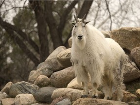 A mountain goat .