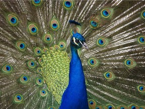 A muster of peacocks has found itself displaying its full colour in Surrey's Sullivan Heights after the large tree where they roosted was cut down.
