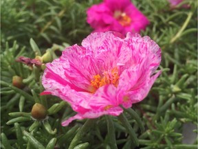 Portulacas provide easy, drought-tolerant colour and are truly impressive on their own or in mass plantings. For 0526 col minter [PNG Merlin Archive]