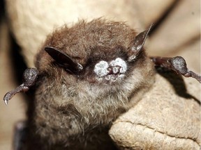 A little brown bat with fungus on its nose.
British Columbians are being asked to check for stowaway bats trying to hitch a free ride before hitting the road this summer.