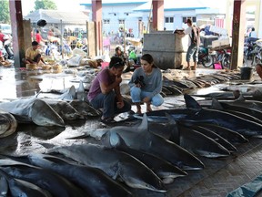 Karina Holden's stunning but tough film Blue goes along way to remind us of the damages we are doing to our oceans. Madison Stewart seen here in a room full of sharks killed for their fins is an ocean guardian and one of the experts in the film.