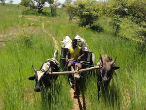 Our driver stopped this ox cart and purchased 2 sacks of charcoal
from a total of 4 sacks.