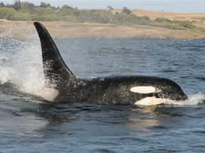 The Center for Whale Research, based in Friday Harbor, Wash. and at WhaleResearch.com, said on June 16, 2018, that the southern resident killer whale known as L92 is presumed dead.
