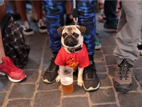 A pug wears Belgium colours as soccer fans watch their World Cup match against England on June 28, 2018 in Brussels. With the win, the Belgians are facing a tougher set of teams in the knockout phase than England.