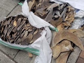 This handout photo taken on May 11 shows a shipment of fins from Sri Lanka drying on a street in Hong Kong.