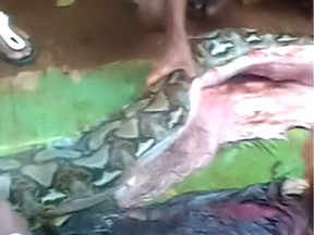 The body of 54-year-old Wa Tiba lies next to a python after villagers cut open the seven-metre (23-foot) snake which was found bloated in the village of Persiapan Lawela on the island of Muna, offshore of Sulawesi on June 16, 2018.