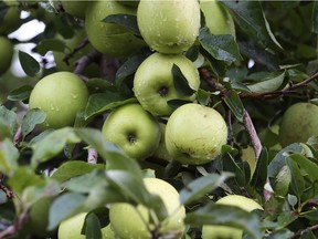 LAKESHORE, ON. SEPTEMBER 19, 2017. -- Mutsu apples are shown on a tree at Wagner Orchards & Estate Winery on Tuesday, September 19, 2017.