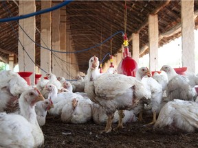 Chickens are shown on a farm in Amritsar, India, April 20, 2018. While some operators anticipate a government crackdown on antibiotic use on poultry farms, experts predict India's agriculture sector will only increase its antibiotic consumption.