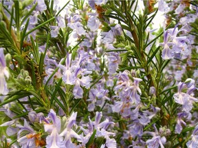 Flowering rosemary and thyme are always abuzz with bee activity.