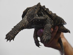 An alligator snapping turtle is pictured in this file photo. (MARK RALSTON/AFP/Getty Images)