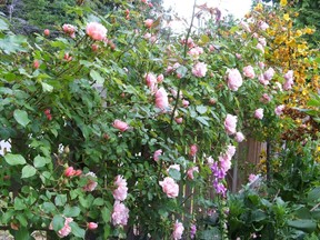 UNDATED -- Albertine is a famous old rambler rose with full, lobster-pink blooms that fade to blush pink. (Handout) FOR POSTMEDIA NEWS HOMES PACKAGE, AUGUST 16, 2011