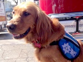 Lola, the trauma dog, will help Vancouver fire fighters heal from mental injury or illness.