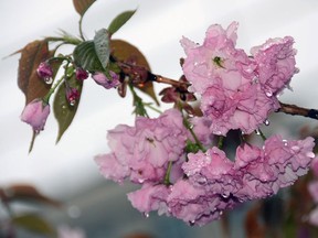 Cherry blossoms: François Dubois says his favourite cultivar is the Kwanzan flowering cherry. Ellen F. O'Connell/Hazelton Standard-Speaker/Associated Press Raindrops hang from cherry blossoms in full bloom on trees in Hazleton, Pa., Tuesday, May 3, 2016. (Ellen F. O'Connell/Hazelton Standard-Speaker via AP) MANDATORY CREDIT ORG XMIT: PAHAZ101