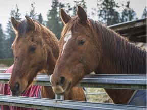 A horse in Maple Ridge has been euthanized following a collision with a car on Friday afternoon.