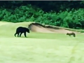 A wild scene on June 9 at Carnoustie Golf Club in Port Coquitlam.