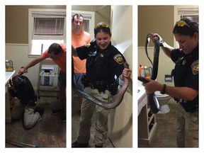 Responding to the man's call for help, sheriff's deputy Lindsay Scotten calmly wrangled a blue indigo out of the bathroom with her bare hands. (Courtesy of Bee County Sheriff's Office)