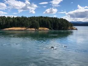B.C. ferry passengers en route from Tsawwassen to Victoria Wednesday afternoon were treated to an encounter with orcas in Active Pass.