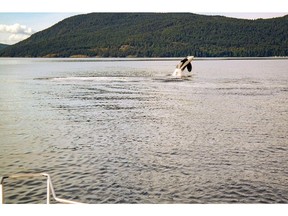 An orca whale breaches off the coast of Salt Spring Island, B.C. after being rescued from entanglement in a commercial prawn trap line. Photo: Suzanne Ambers. [PNG Merlin Archive]