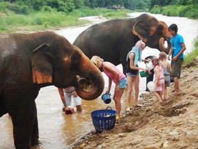 Tourists can help bathe elephants at the Elephant Nature Park.