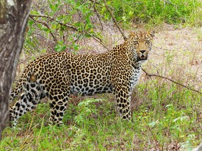 A leopard seen in the bush area in the Sabi Sands area.