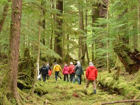 Dense moss carpet covers the forest floor that was once used by the Haida for food and bark gathering.