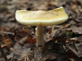 Death caps can be easily confused with edible mushrooms, such as puffballs and paddy-straw mushrooms.