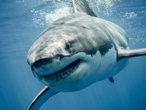 File photo: A great white shark.